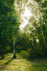 Fototapeta premium Paisaje de bosque verde en la naturaleza en soledad con arboles y hojas verdes, camino por el bosque solitario.