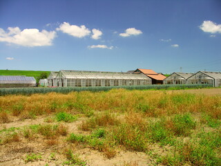 Fototapeta na wymiar 休耕地とネギ畑と温室のある夏の風景