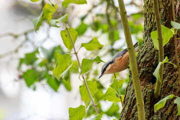 Nuthatch on a tree