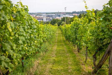 Fototapeta na wymiar Wine Vineyards. Young wine bushes of grape plantation in Prague city, Czech republic 