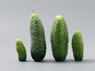 agricultural products green prickly cucumber on gray background