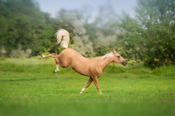 Plakat Cremello horse with long mane free run and play in green meadow
