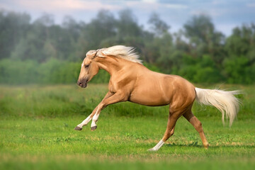 Naklejka na ściany i meble Cremello horse with long mane free run in green meadow
