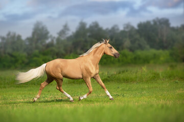 Fototapeta premium Cremello horse with long mane run trot in green meadow