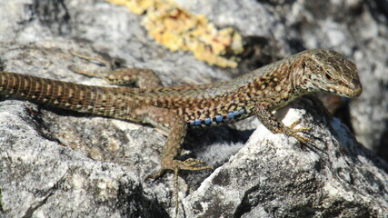 lézard