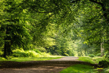 Footpath leading through the woodland New Forest New Forest National Park Hampshire England