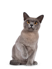 Blue Burmese cat kitten, sitting up facing front with one paw playful in air. Looking  towards camera. Isolated on a white background.