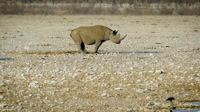 A rhinoceros defecates on a yellow gravel plain. Lifestyle of various wild animals in Etosha National Park. Namibia. South Africa. Oct 2019