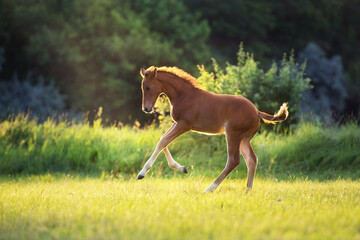 Cute red foal run gallop on green pasture at sunrise