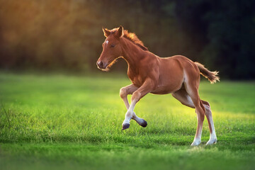 Cute red foal run gallop on green pasture at sunrise - 455489014