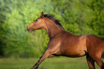 Bay horse portrait in motion
