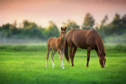 Red mare and foal on green pasture on fog morning