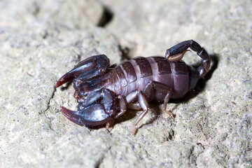 Euscorpius italicus heats up in the sun on a rock in search of prey