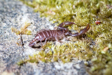 Young Euscorpius italicus heats up in the sun on a rock in search of prey