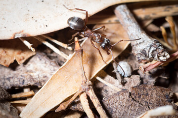 Worker of Formica cunicularia forages the ground in search of food