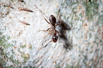 Formica cunicularia worker follows the trail left by her companions in a tree