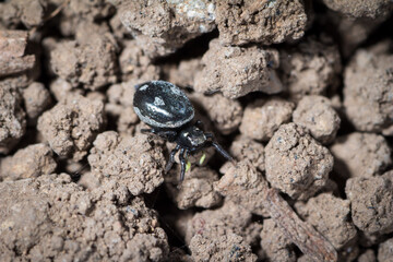 Heliophanus kochii a jumping spider waits for its prey