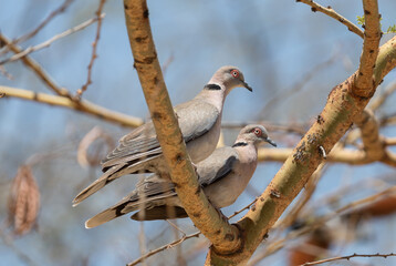 Mourning Collared Dove - Streptopelia decipiens, beautiful common dove from African woodlands and gardens, lake Ziway, Ethiopia.
