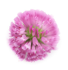 Naklejka premium Beautiful blooming clover flower on white background, top view
