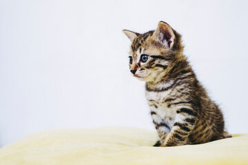 Portrait d'un adorable chaton tigré aux yeux bleus - Isolé sur un fond blanc