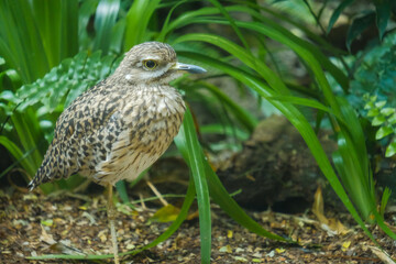 Spotted dikkop (Burhinus capensis) standing on one leg