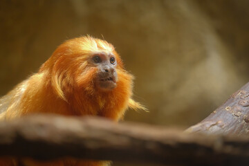 Golden lion headed tamarin on a tree branch looking up with negative space for copy