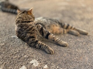 European gray cats 4