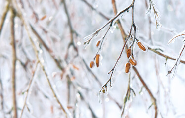Branches of trees with leaf earrings covered with snow and ice. Winter frosty natural background. 