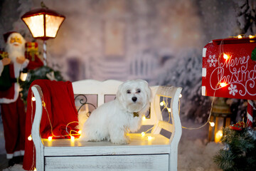 Little white maltese puppy dog sitting on a bench on Christmas - obrazy, fototapety, plakaty