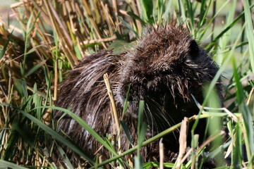 ragondin dormant au soleil au bord de l'étang