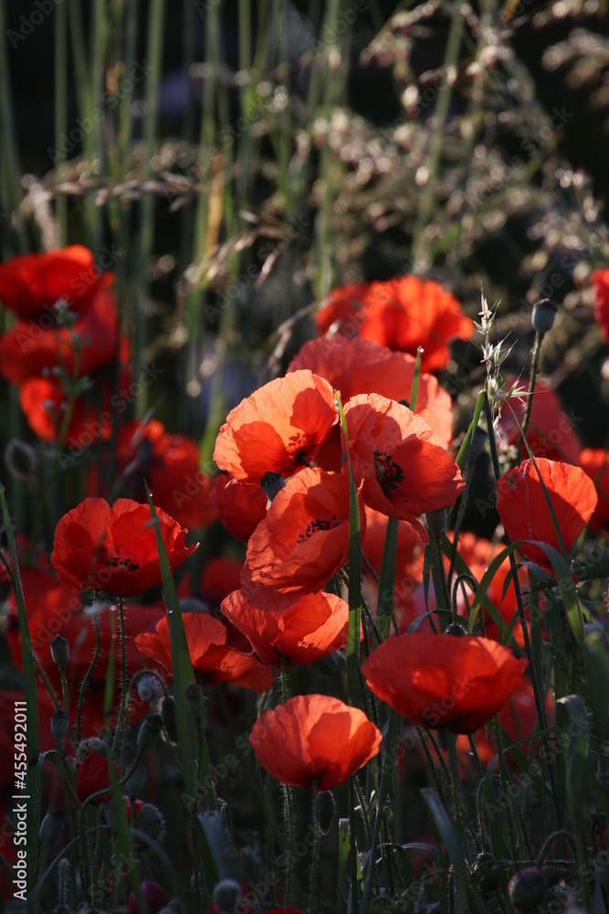 Poster red poppy flowers