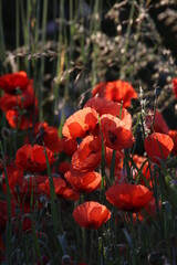 red poppy flowers