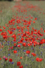 red poppy in grain field