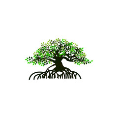 Obraz premium tree and roots vector illustrations, mangrove tree
