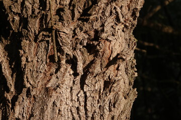 treecreeper well disguised