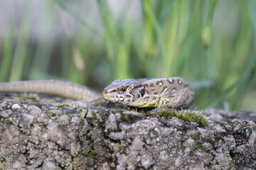 lizard in the grass