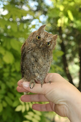 Cute  Eurasian scops owl Otus scops, on the hand