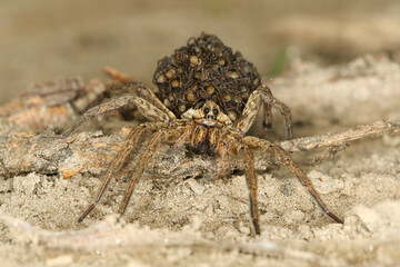 Wolf spider, hogna radiata with babies