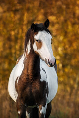 Portrait of paint horse in autumn