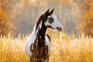 Foto op Canvas Portrait of paint horse in autumn © Rita Kochmarjova