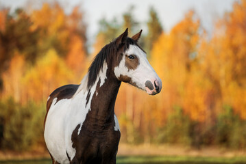 Portrait of paint horse on the background of autumn landscape