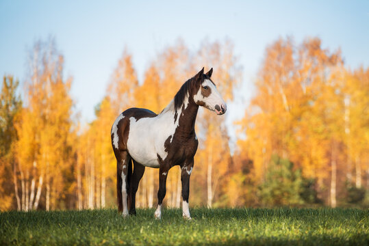 Paint horse standing on the field  with background of autumn landscape