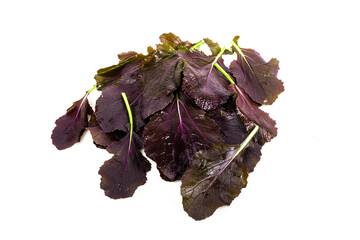 freshly harvested red mustard leaves on a white background