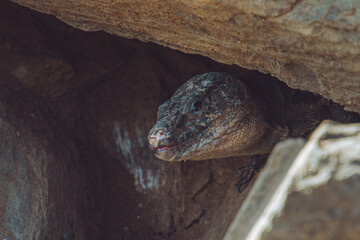 The Gran Canaria giant lizard