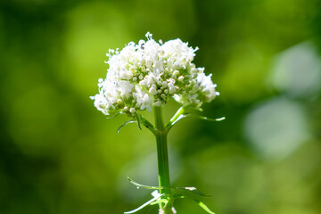 close up of white flowers