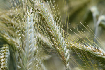 ears of wheat