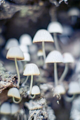 mushrooms in the forest