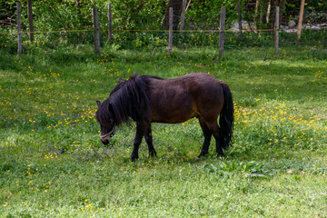 horse grazing in a field