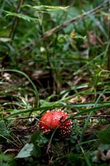 fly mushroom © Jonas Baechler