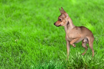 Funny cute puppy running among the green grass against the background